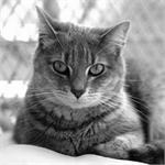 Feline I-131 Radioiodine Therapy