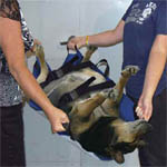 PET Transport